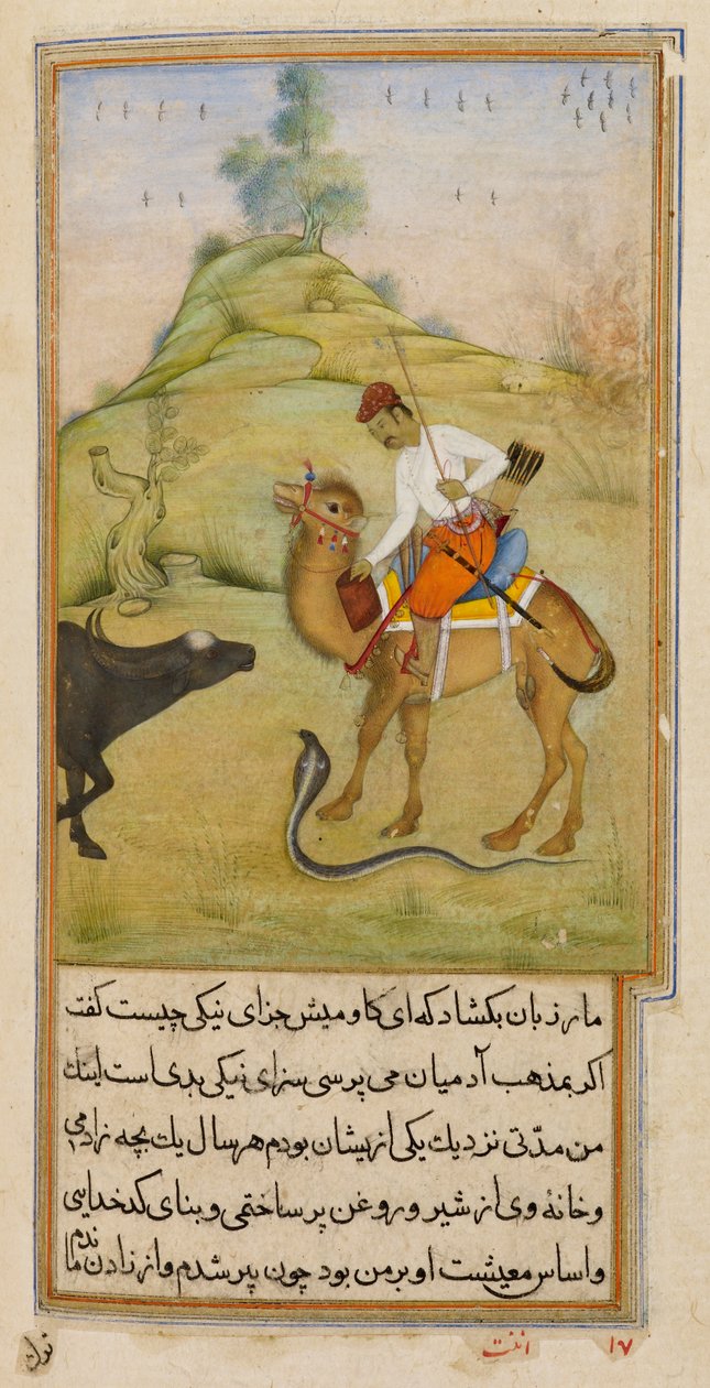 The Camel Rider, illustrasjon fra 