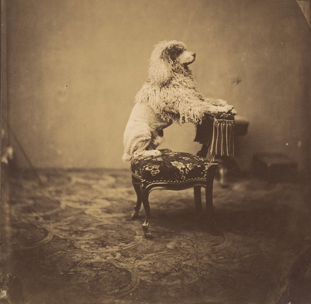 [Keiserinne Eugenies puddel], 1850-tallet. av Andre Adolphe Eugene Disderi