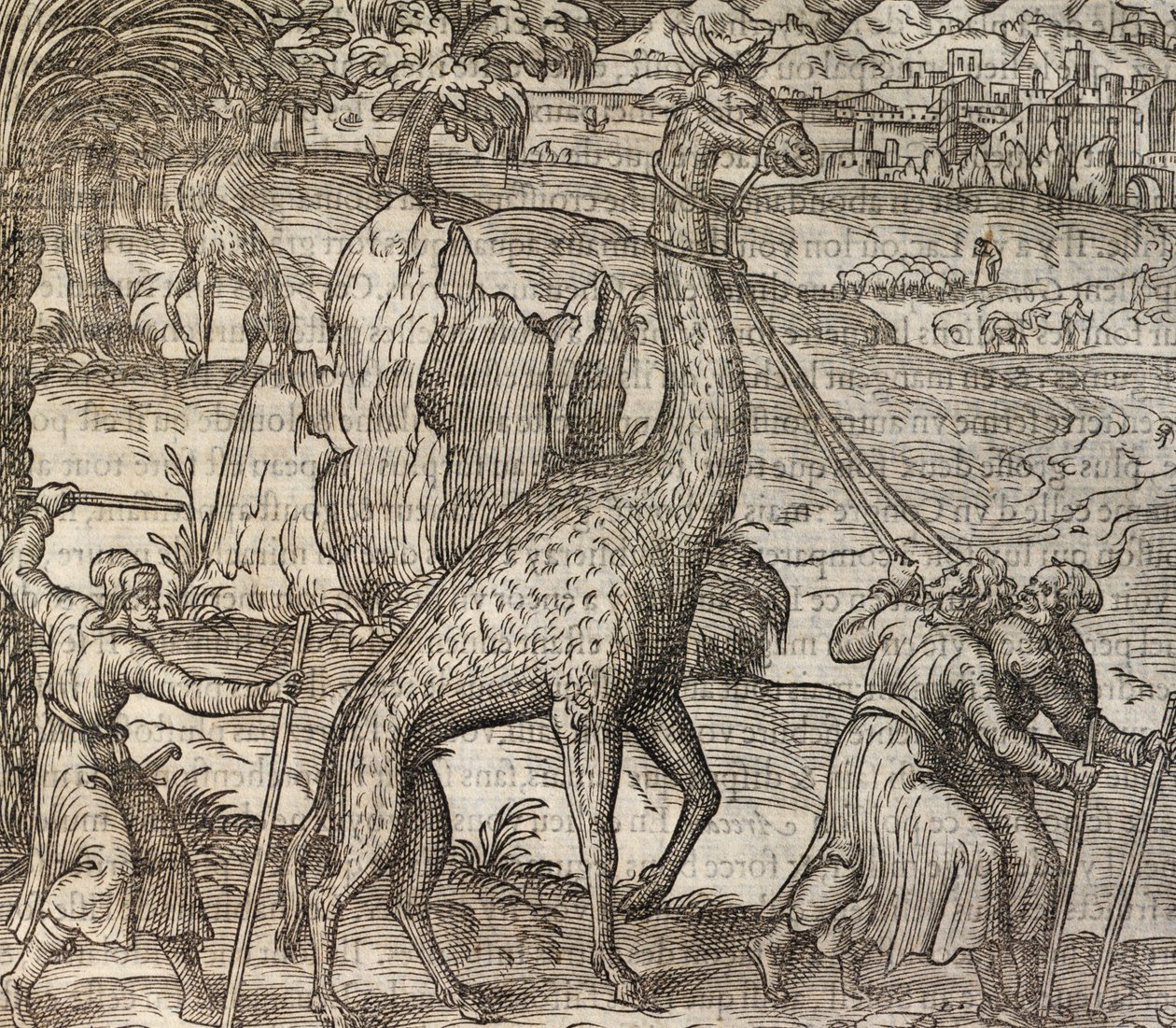 Giraffe, gravering fra Cosmographie Universelle av Andre Thevet