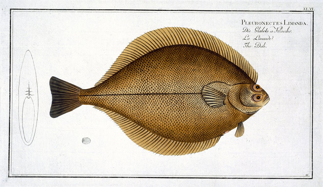 Dab (Pleuronectes Limanda) plate XLVI fra 