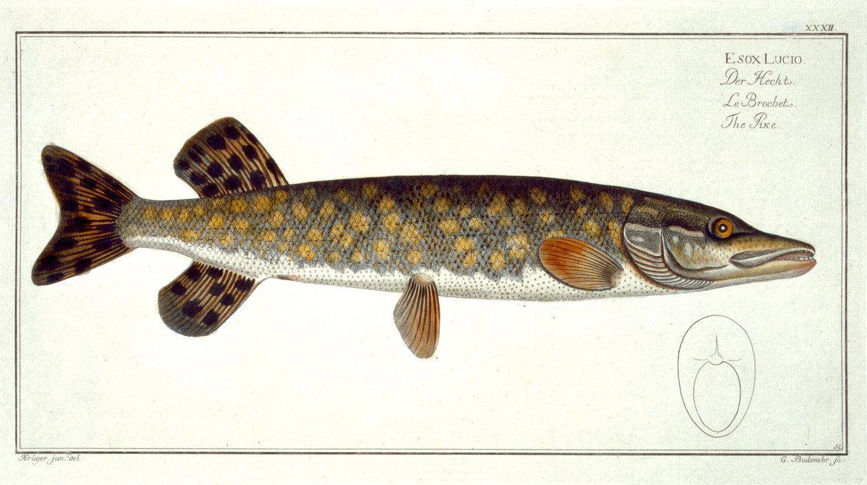 Gjedde (Esox Lucio) plate XXXII fra 