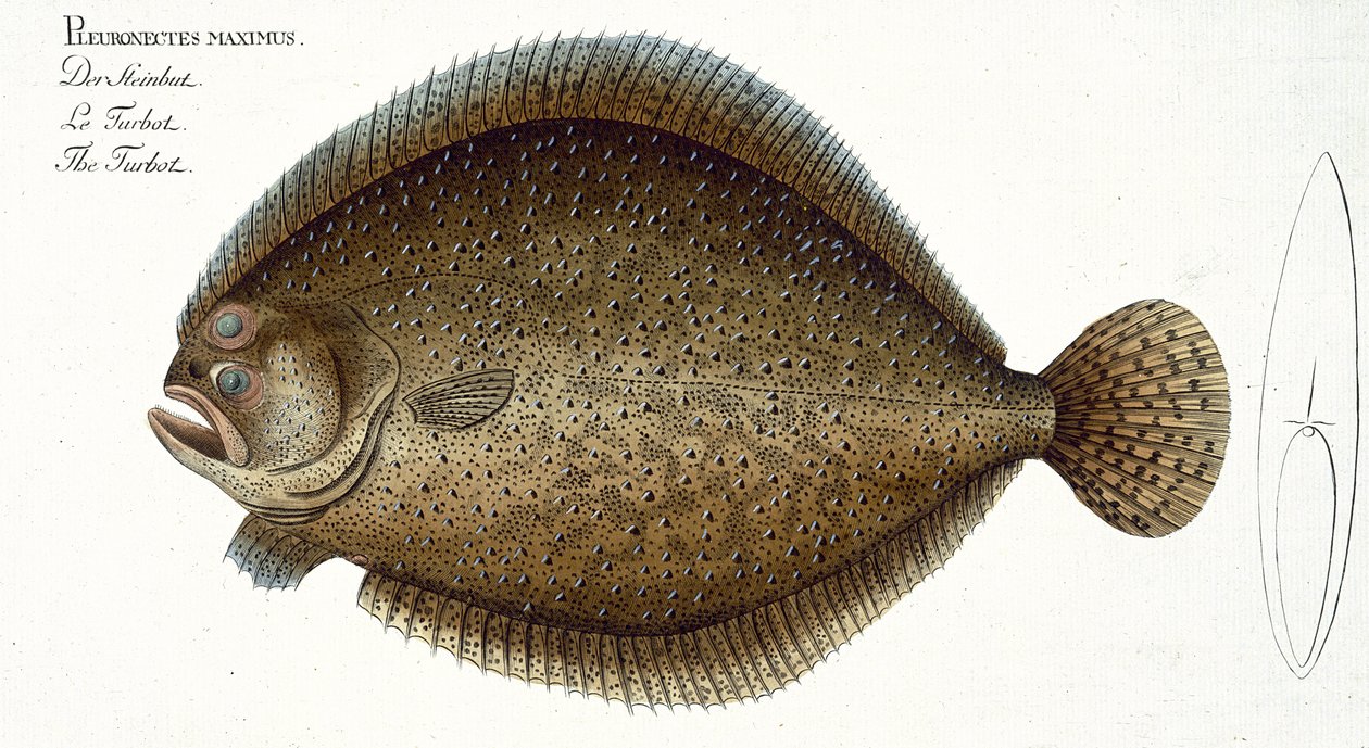 Piggvar (Pleuronectes Maximus) plate XLIX fra 
