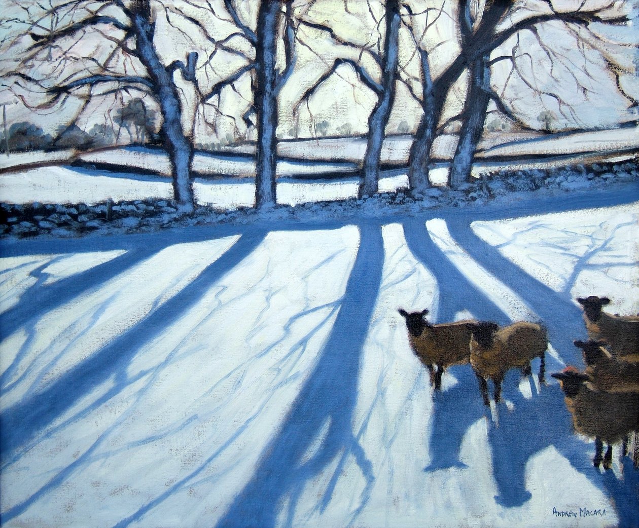 Sauer i snø, Derbyshire av Andrew Macara
