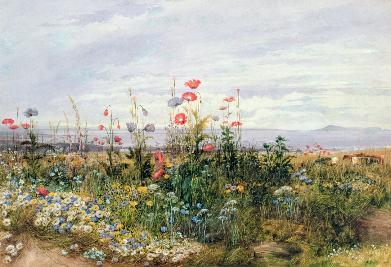 Villblomster med utsikt over Dublin Dunleary av Andrew Nicholl