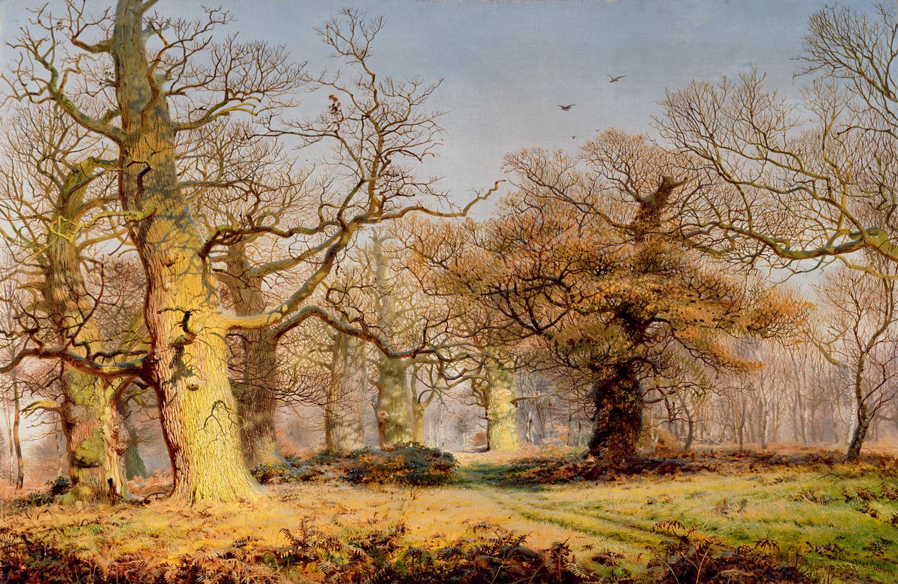 Eiketrær i Sherwood Forest av Andrew MacCallum