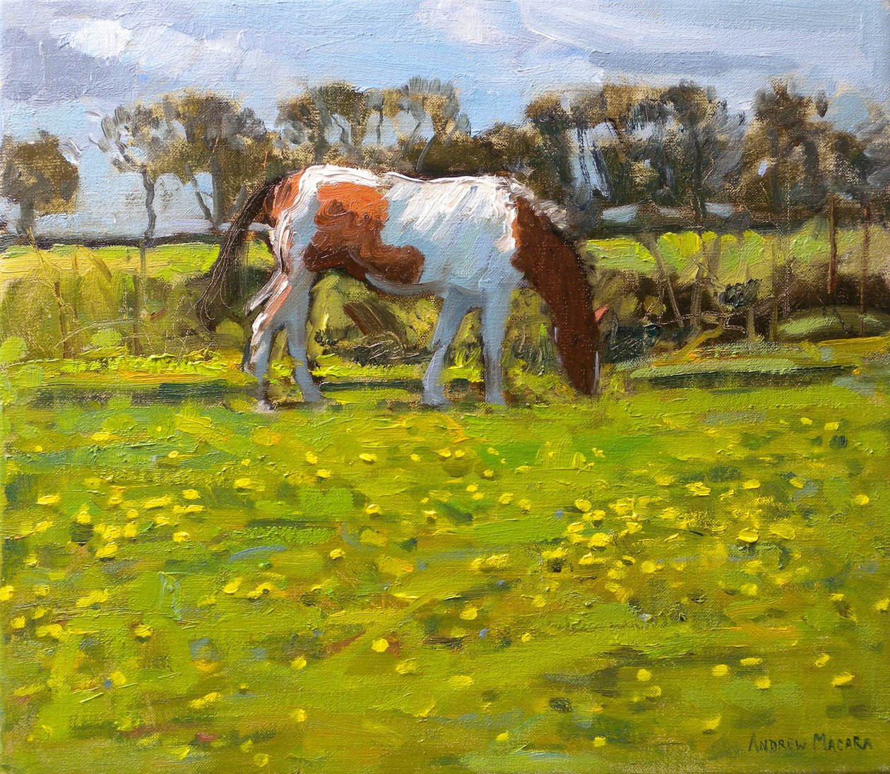 Piebald Horse, 2010 (olje på lerret) av Andrew Macara