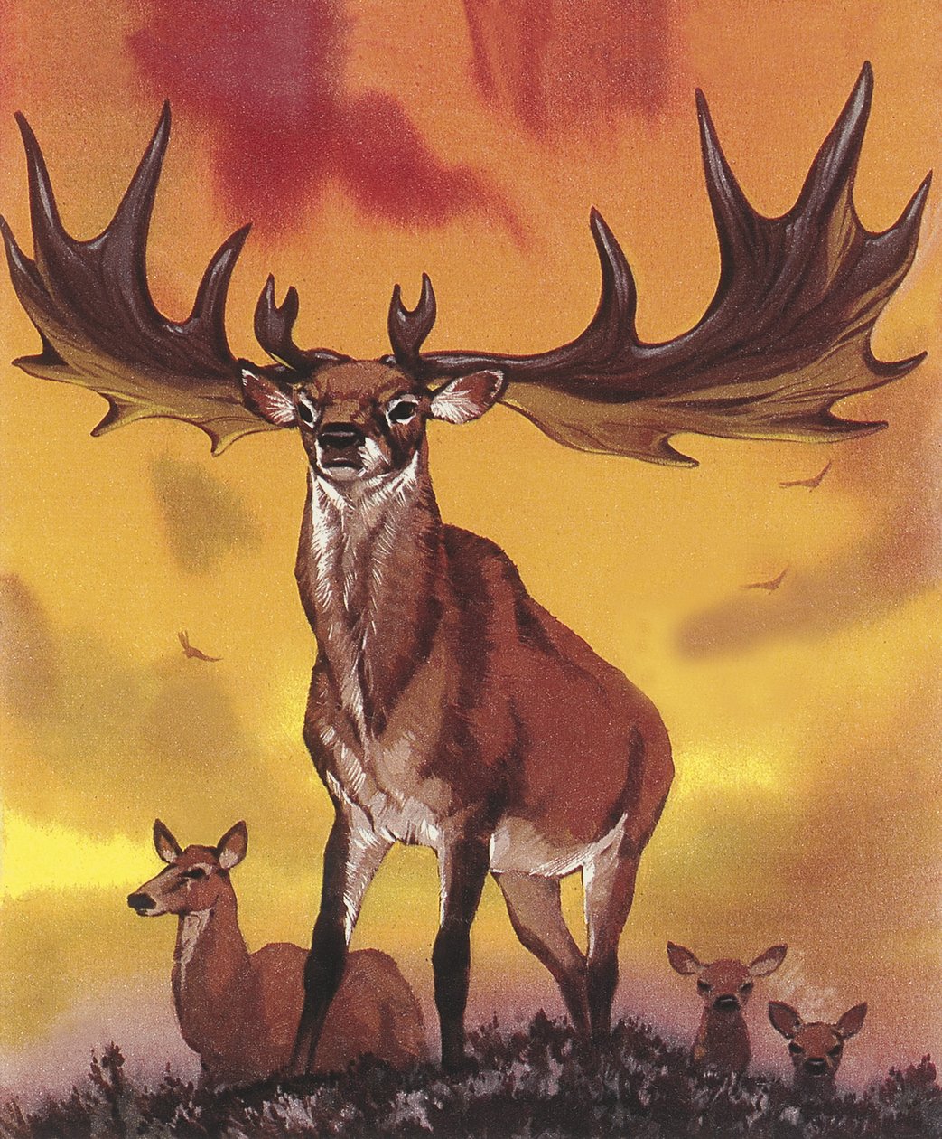  av Angus McBride