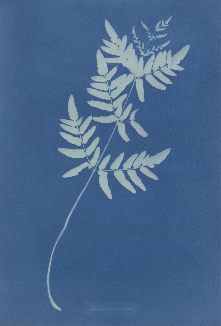 Osmunda Rigalis (Australia) av Anna Atkins