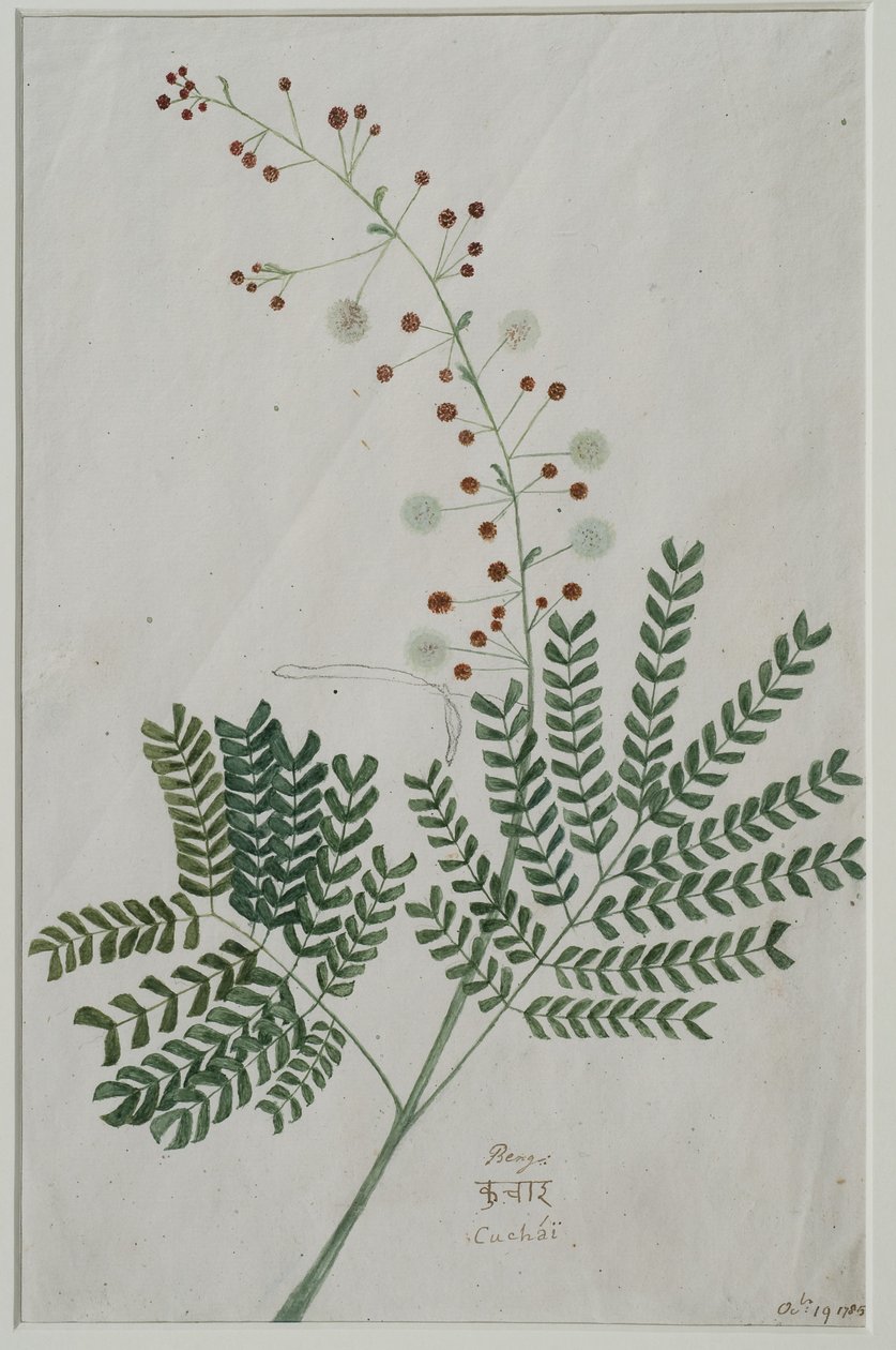 Acacia leucophloea, 1785 (wc på papir) av Anna Maria Jones