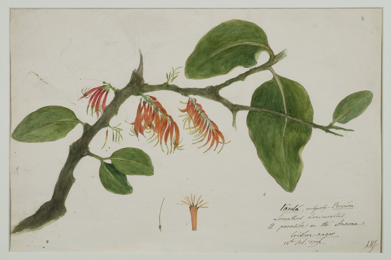 Dendrophthoe falcata (oransje misteltein), 1785 (wc på papir) av Anna Maria Jones