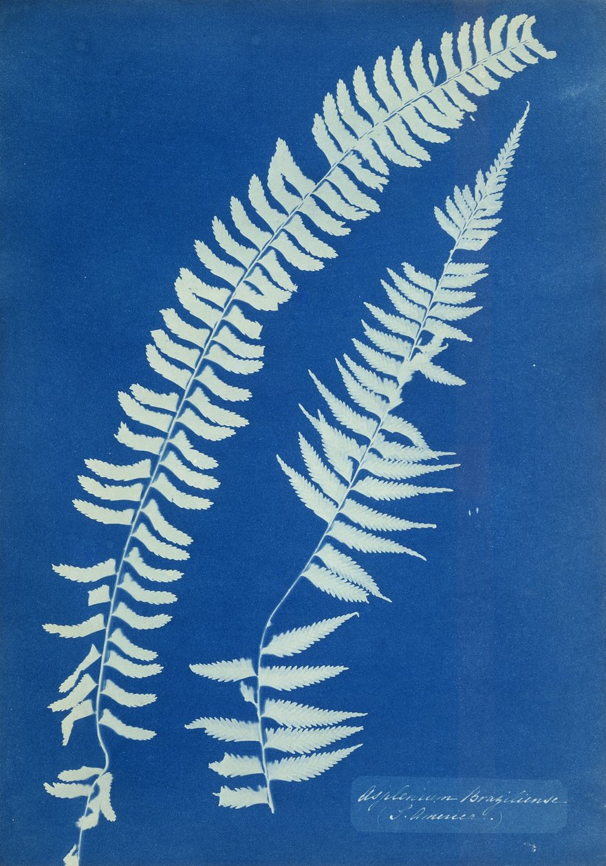 Asplenium Braziliense, Sør-Amerika, ca. 1850 av Anna Atkins
