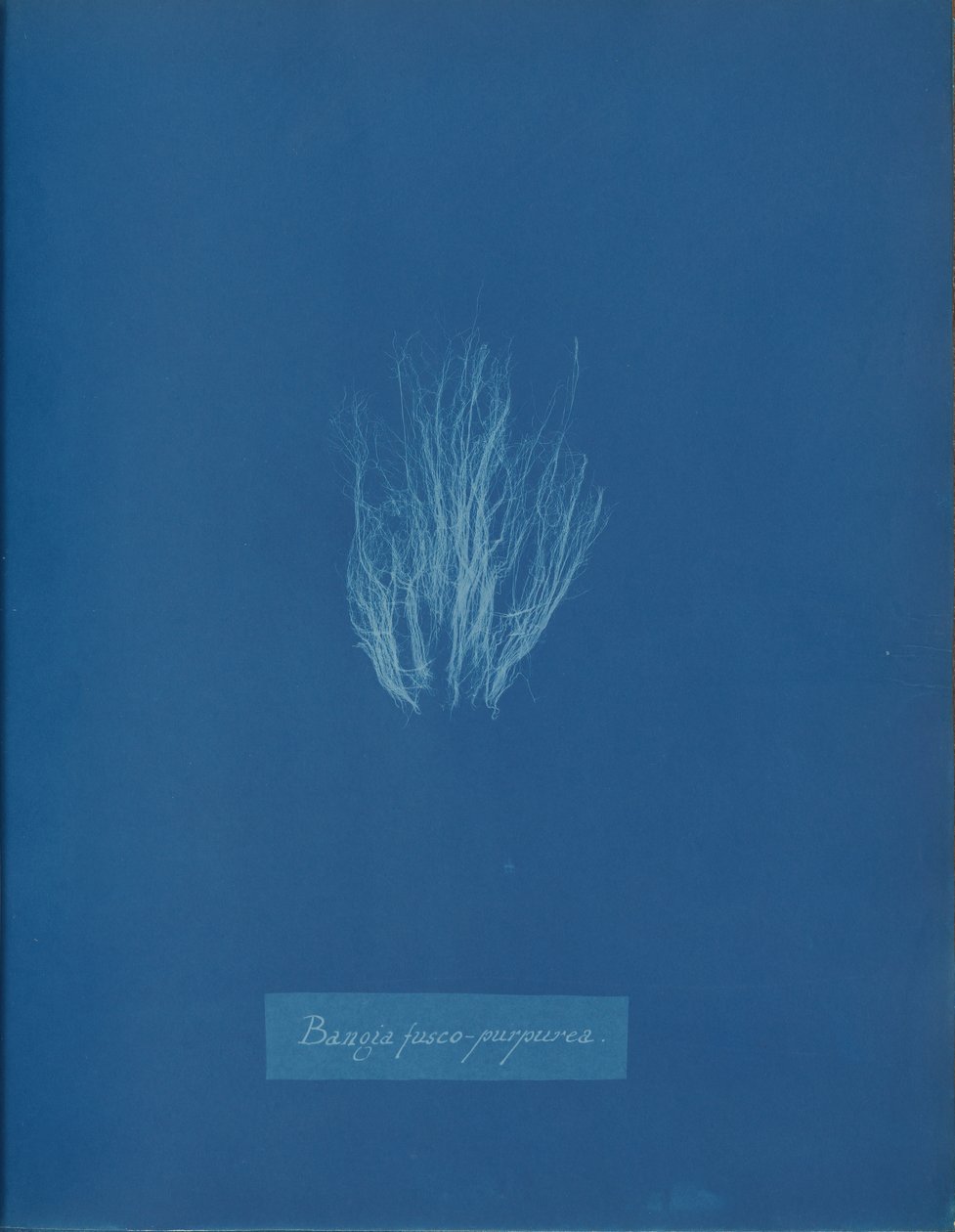 Bangia fusco-purpurea, ca. 1853. av Anna Atkins