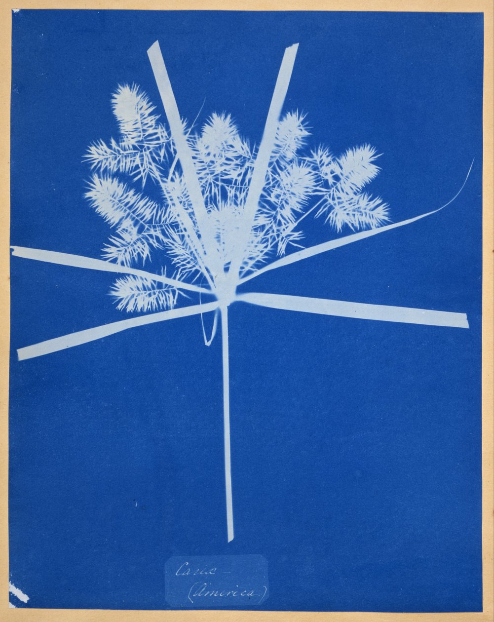 Carix (Amerika) av Anna Atkins