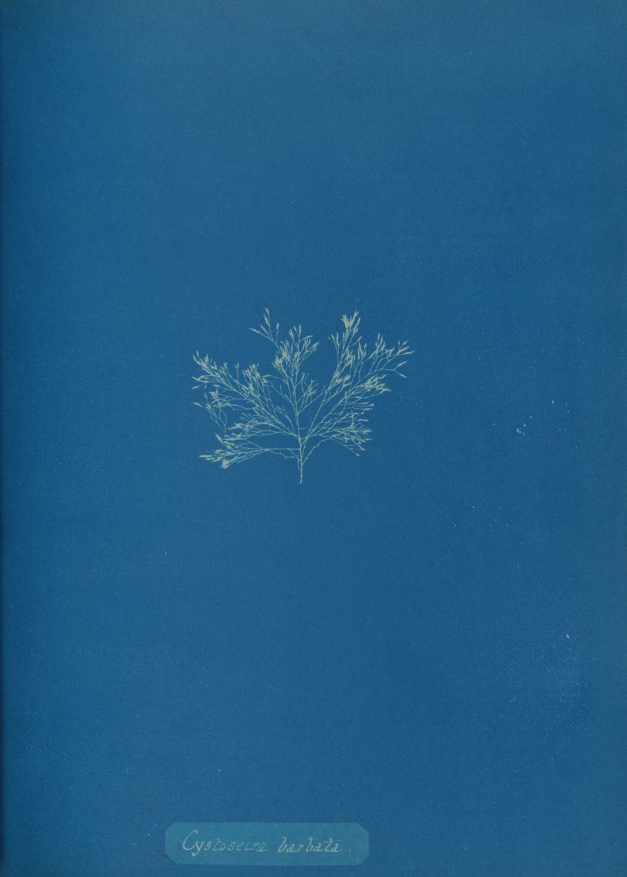 Cystoseira barbata, ca. 1853. av Anna Atkins