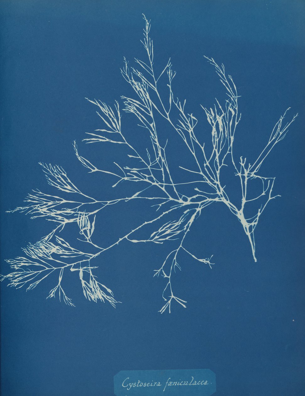 Cystoseira fæniculacea, ca. 1853. av Anna Atkins