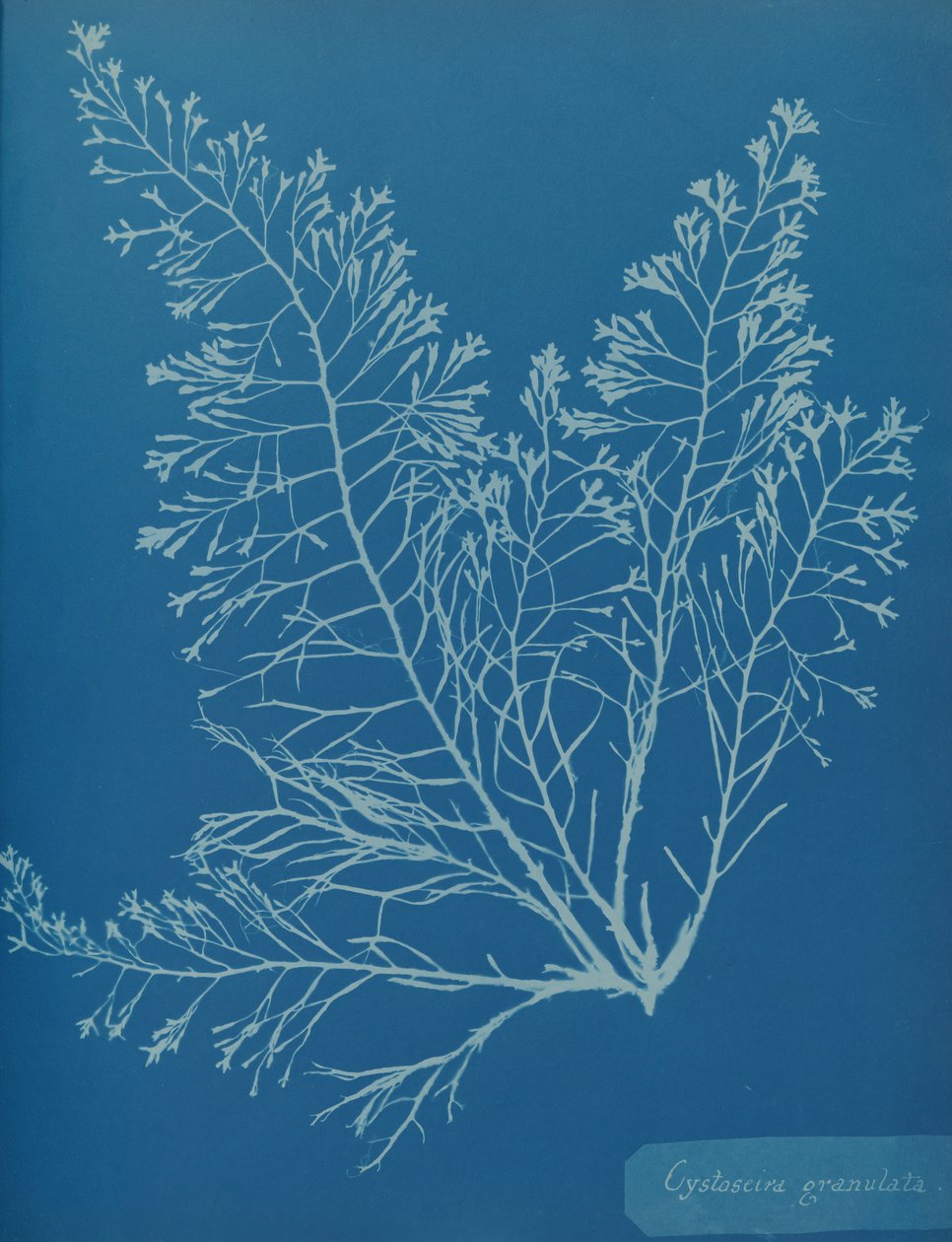 Cystoseira granulata, ca. 1853. av Anna Atkins