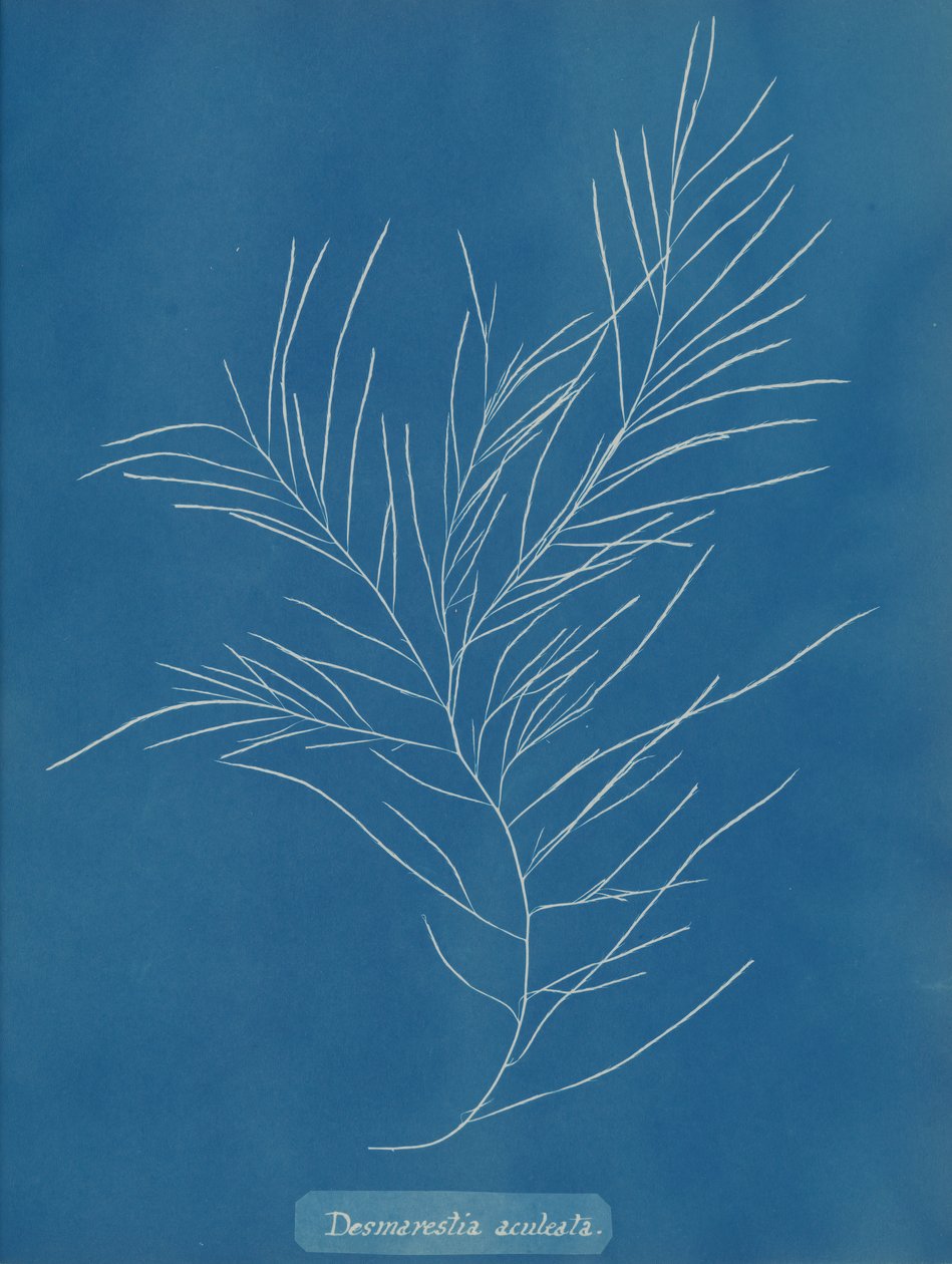Desmarestia aculeata, ca. 1853. av Anna Atkins