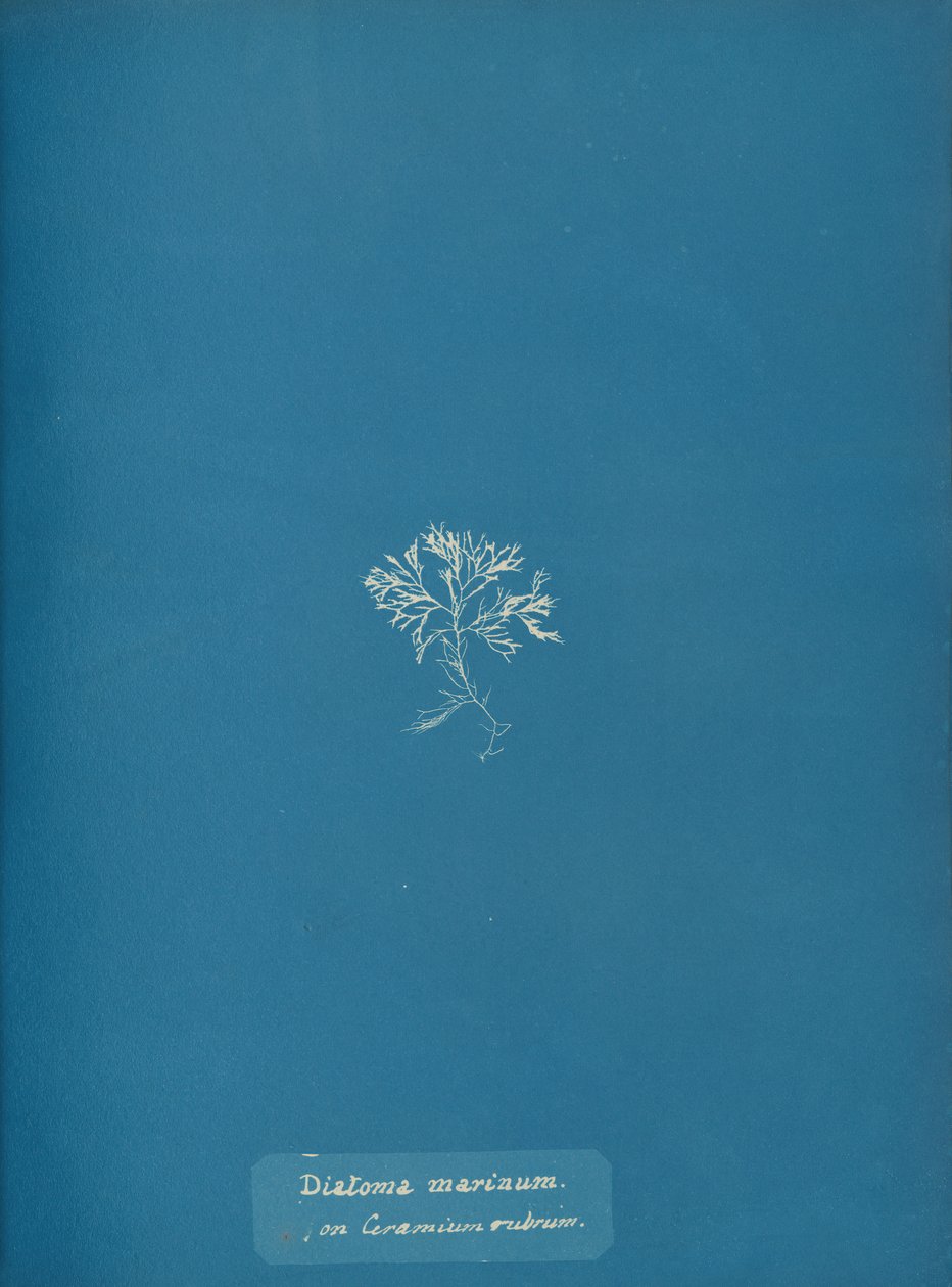 Marine kiselalger på Ceramium rubrum, ca. 1853 av Anna Atkins