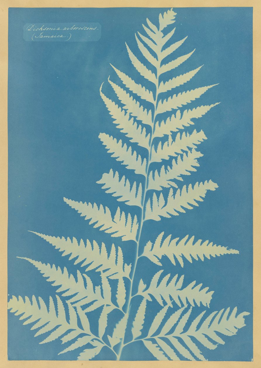 Dichsonia arborescens, Jamaica av Anna Atkins