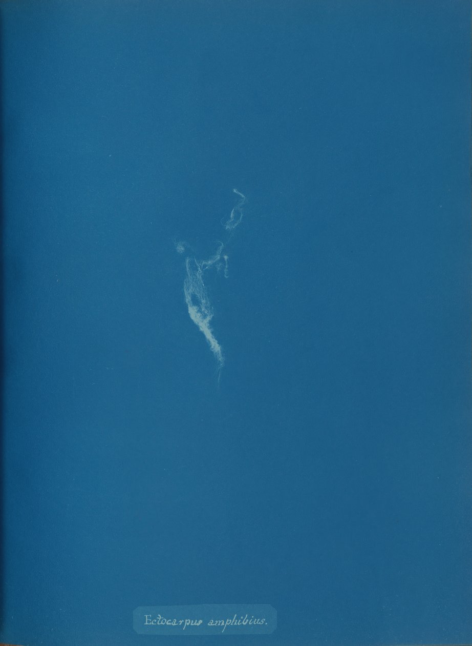 Ectocarpus amphibius, ca. 1853. av Anna Atkins