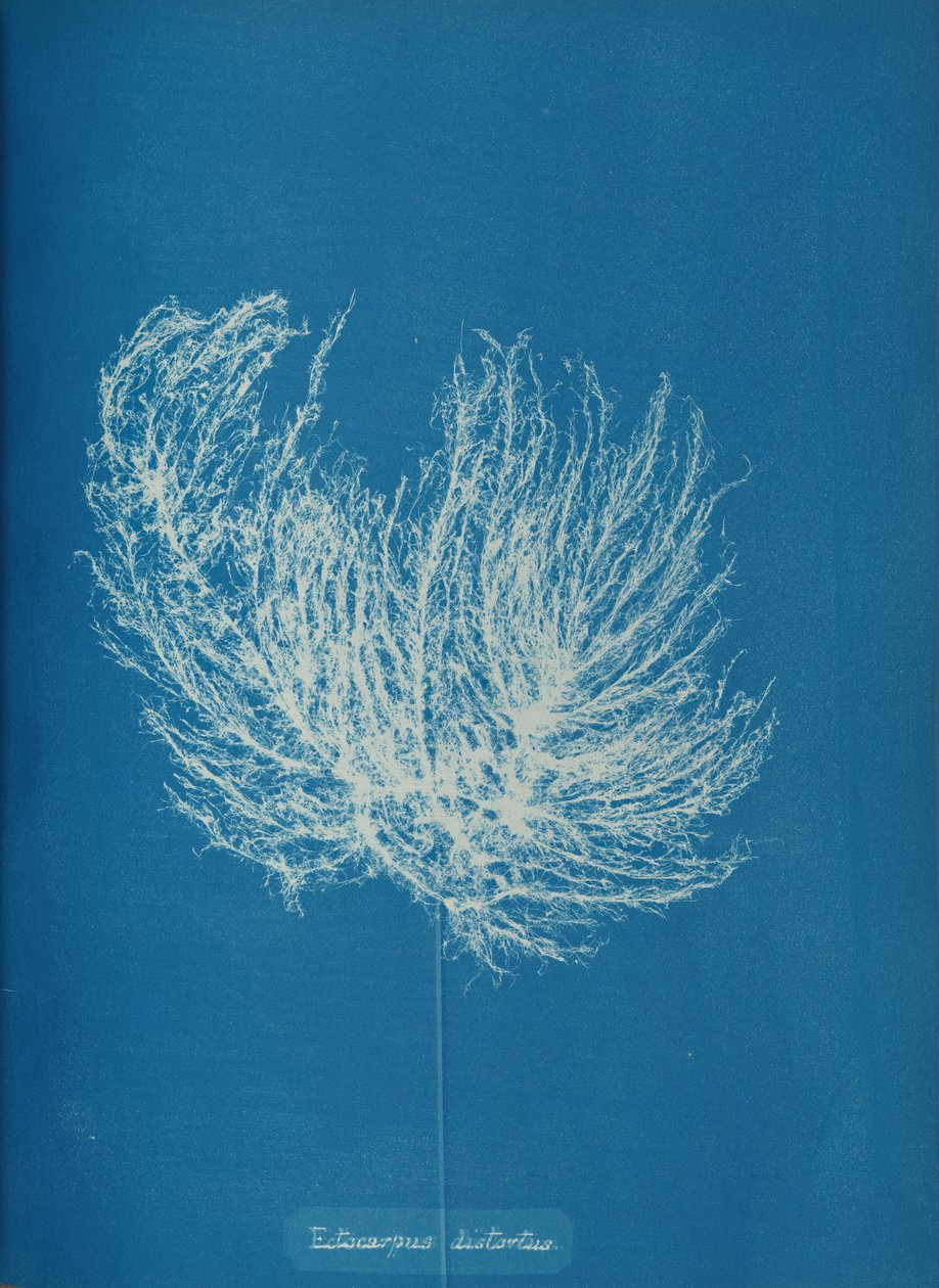 Ectocarpus distantus, ca. 1853. av Anna Atkins