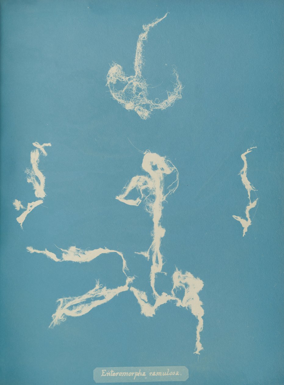 Enteromorpha ramulosa, ca. 1853 av Anna Atkins