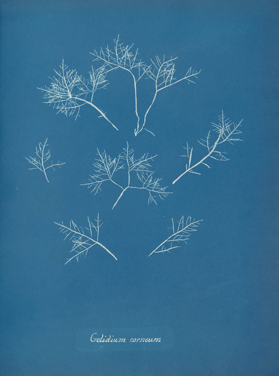 Kornealfrost, ca. 1853 av Anna Atkins