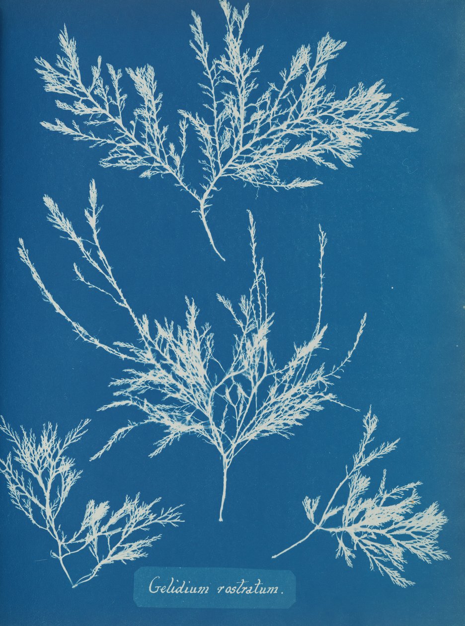 Gelidium rostratum, ca. 1853 av Anna Atkins