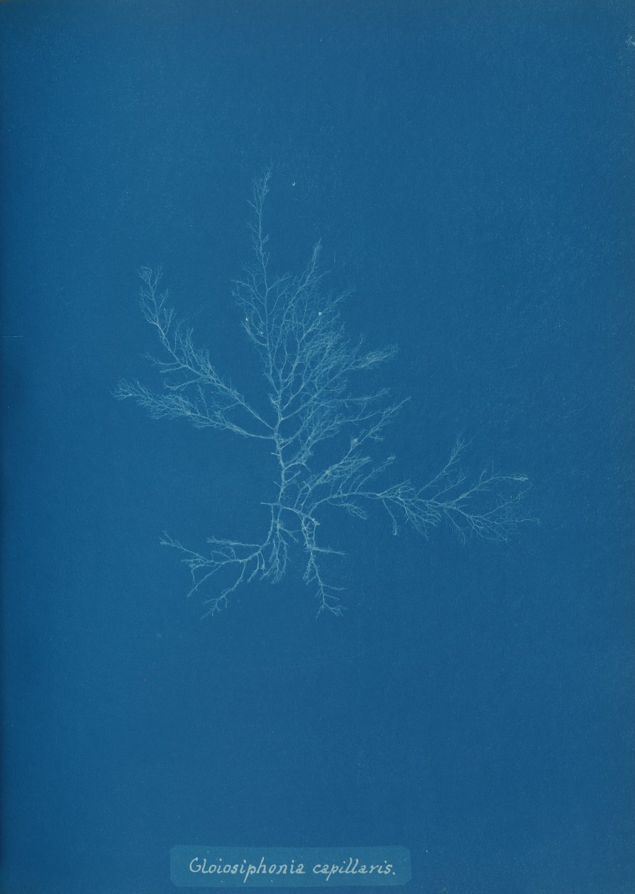 Gloisiphonia capillaris, ca. 1853. av Anna Atkins