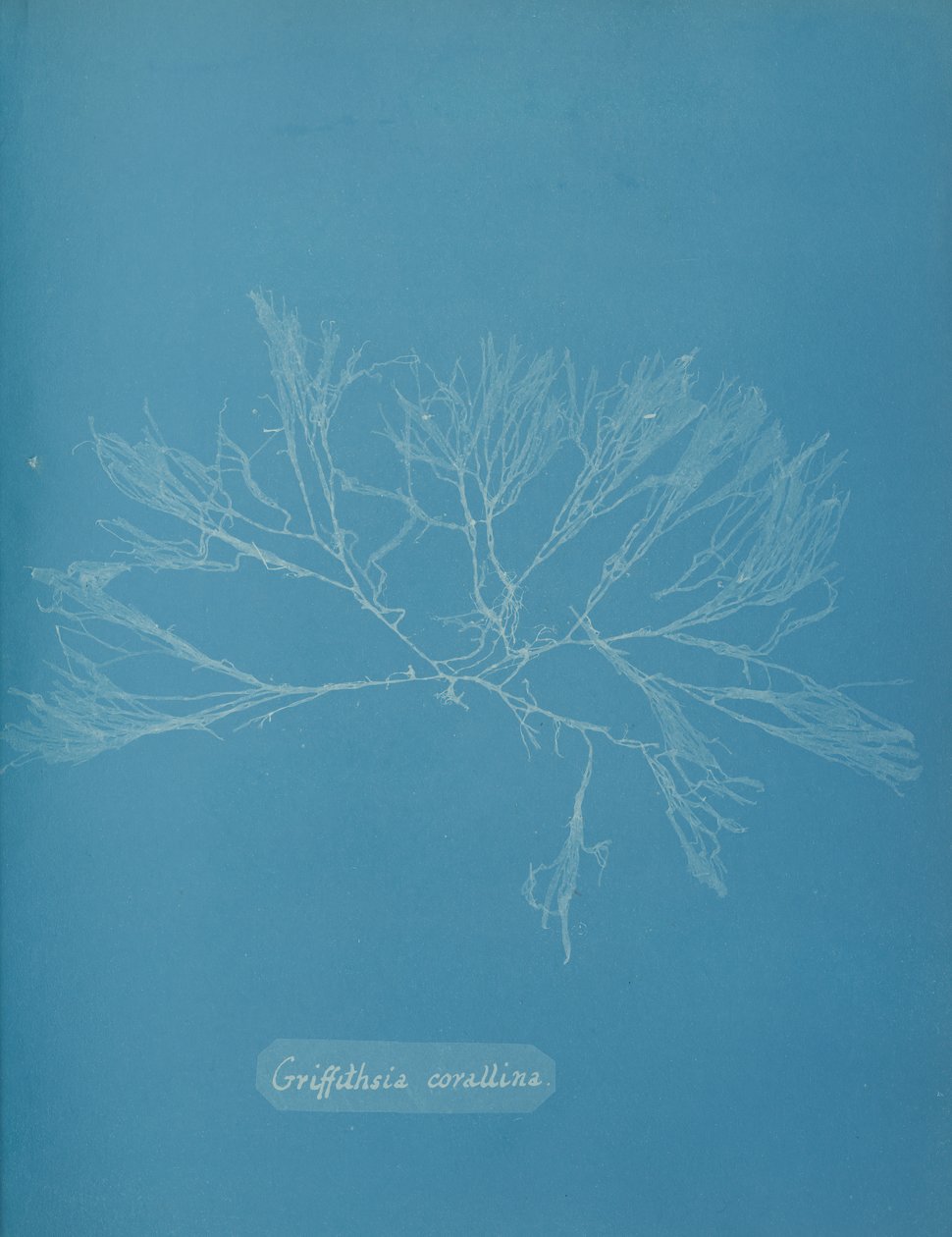 Coral Griffithsia, ca. 1853. av Anna Atkins
