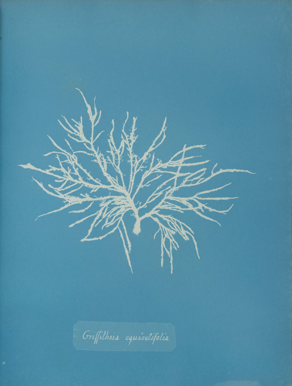 Griffithsia equisetifolia, ca. 1853. av Anna Atkins