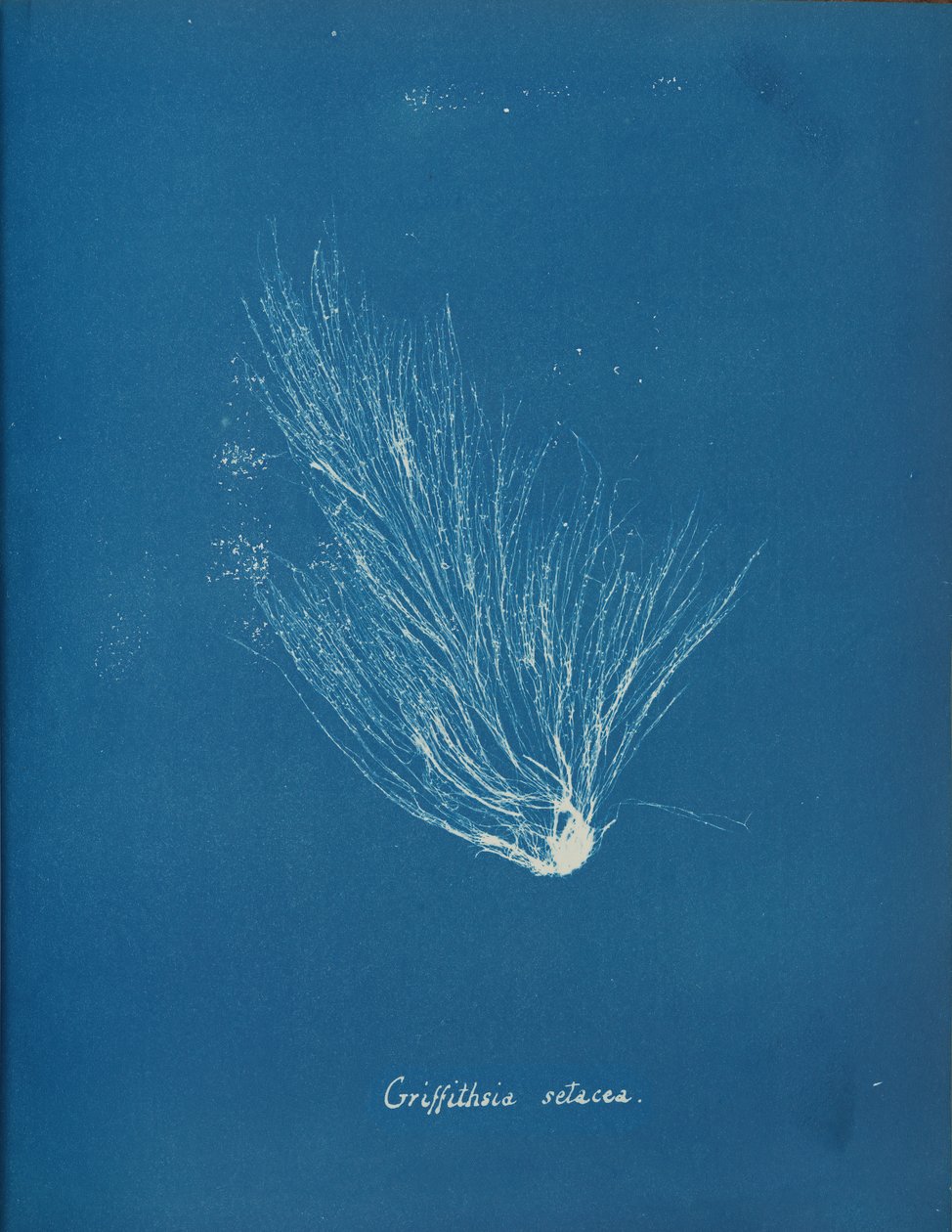 Griffithsia setacea, ca. 1853. av Anna Atkins