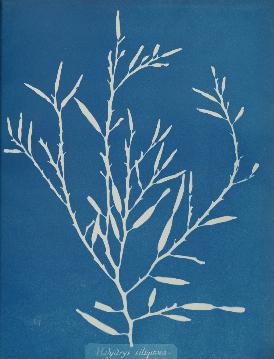 Halydrys siliquosa, ca. 1853 av Anna Atkins