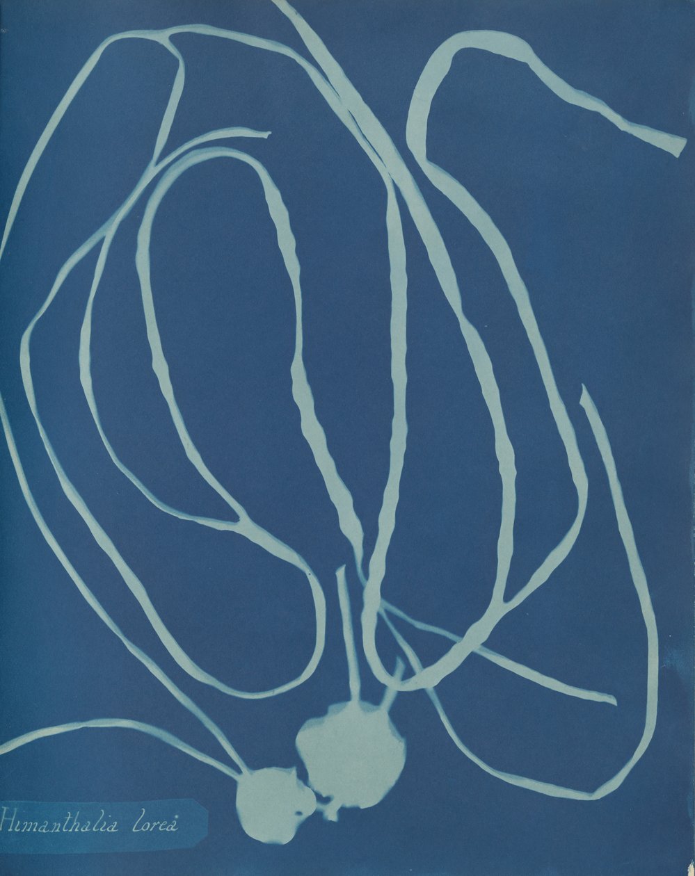 Himanthalia-blomst, ca. 1853 av Anna Atkins