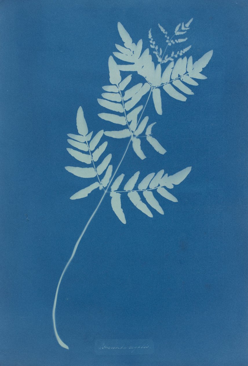 Osmunda Rigalis (Australia) av Anna Atkins