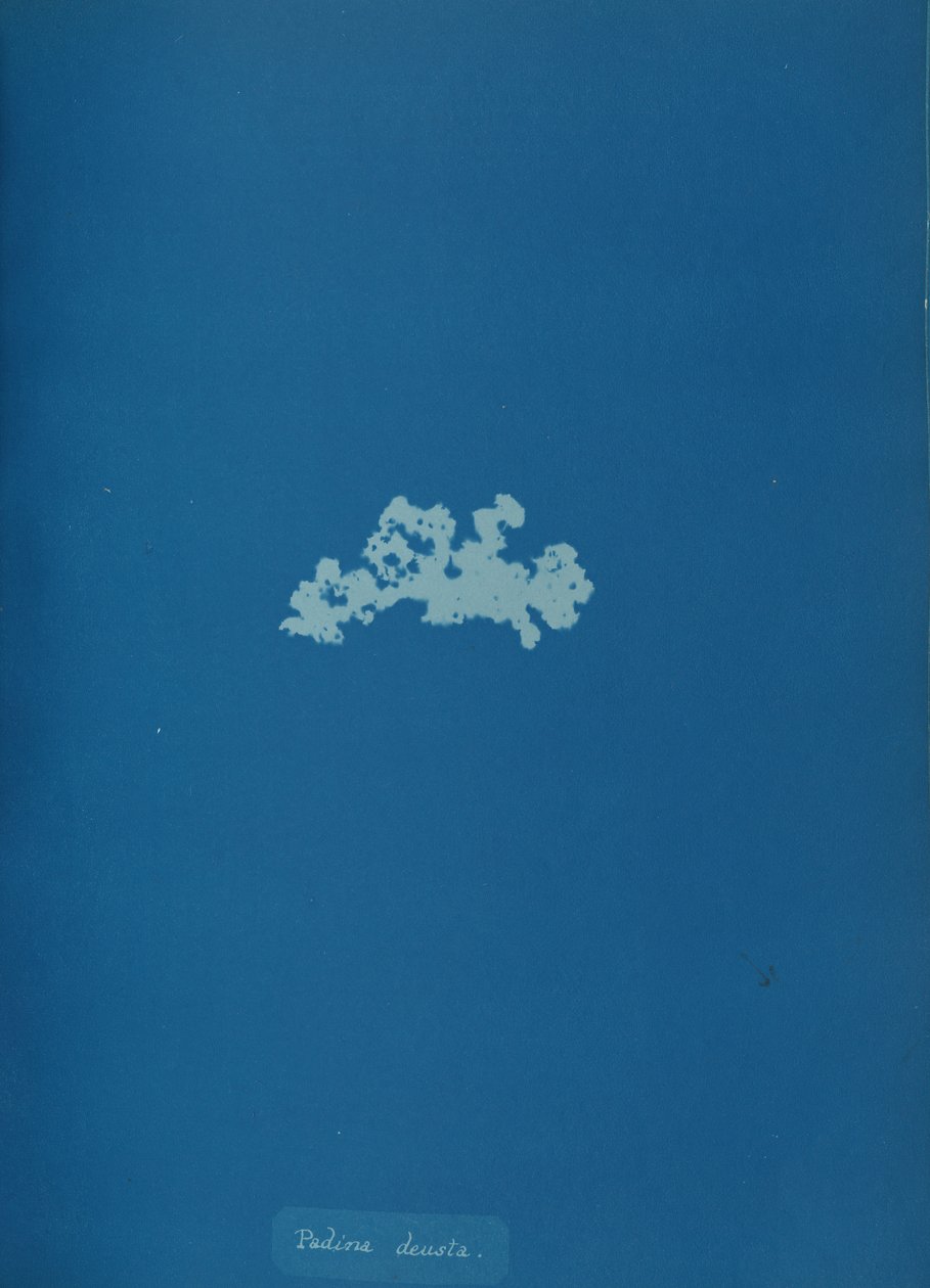 Padina deusta, ca. 1853. av Anna Atkins