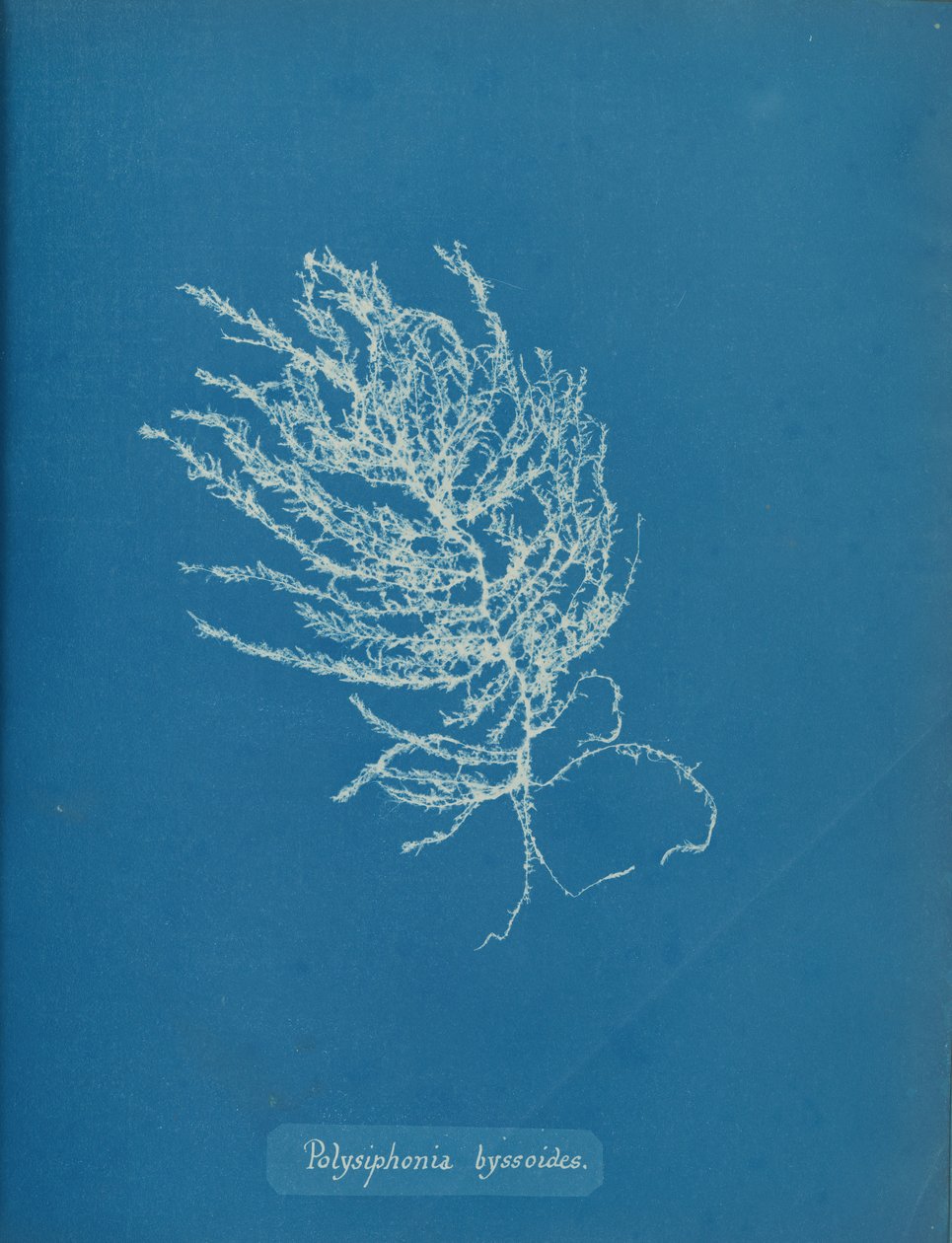 Polysiphonia byssoides, ca. 1853. av Anna Atkins