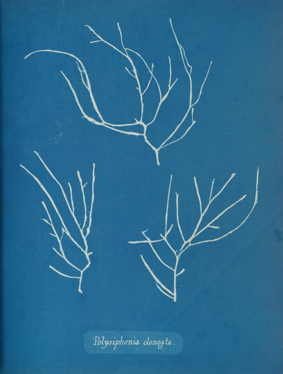 Polysiphonia elongata, ca. 1853 av Anna Atkins