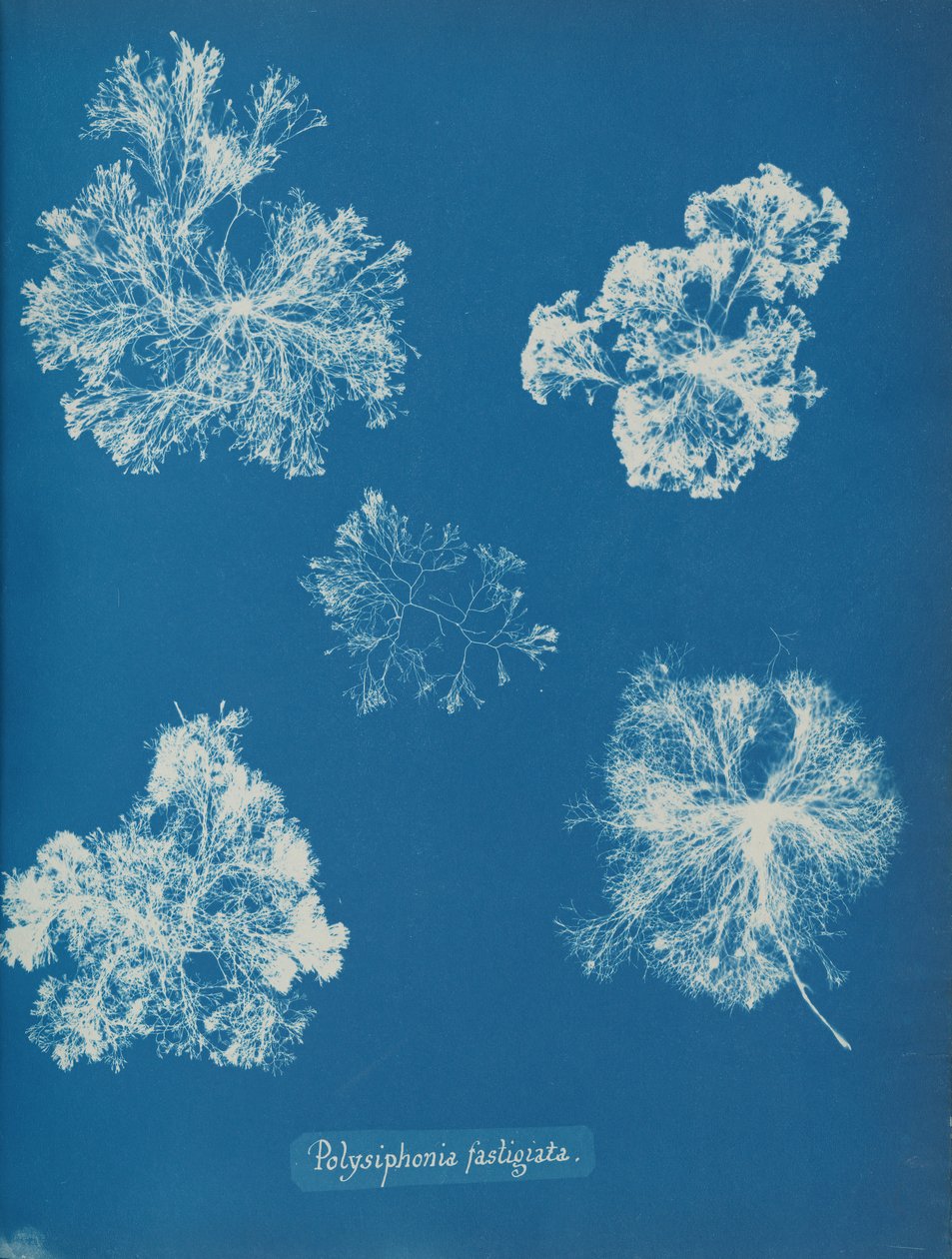 Polysiphonia fastigiata, ca. 1853. av Anna Atkins