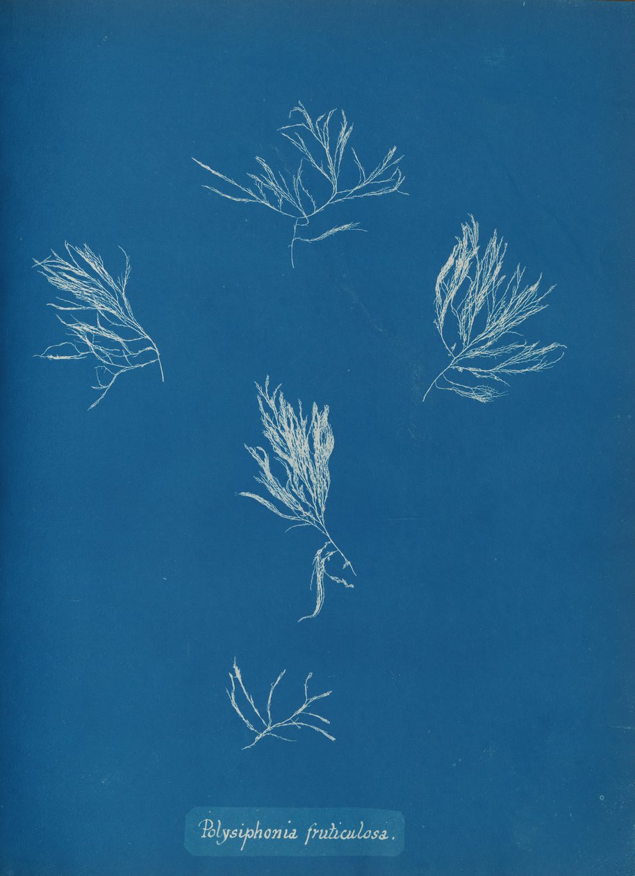 Polysiphonia fruticulosa, ca. 1853. av Anna Atkins