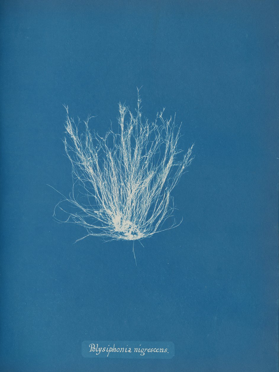 Polysiphonia nigrescens, ca. 1853 av Anna Atkins