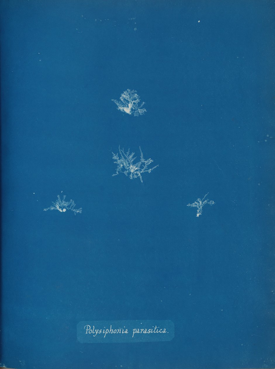 Polysiphonia parasitica, ca. 1853. av Anna Atkins
