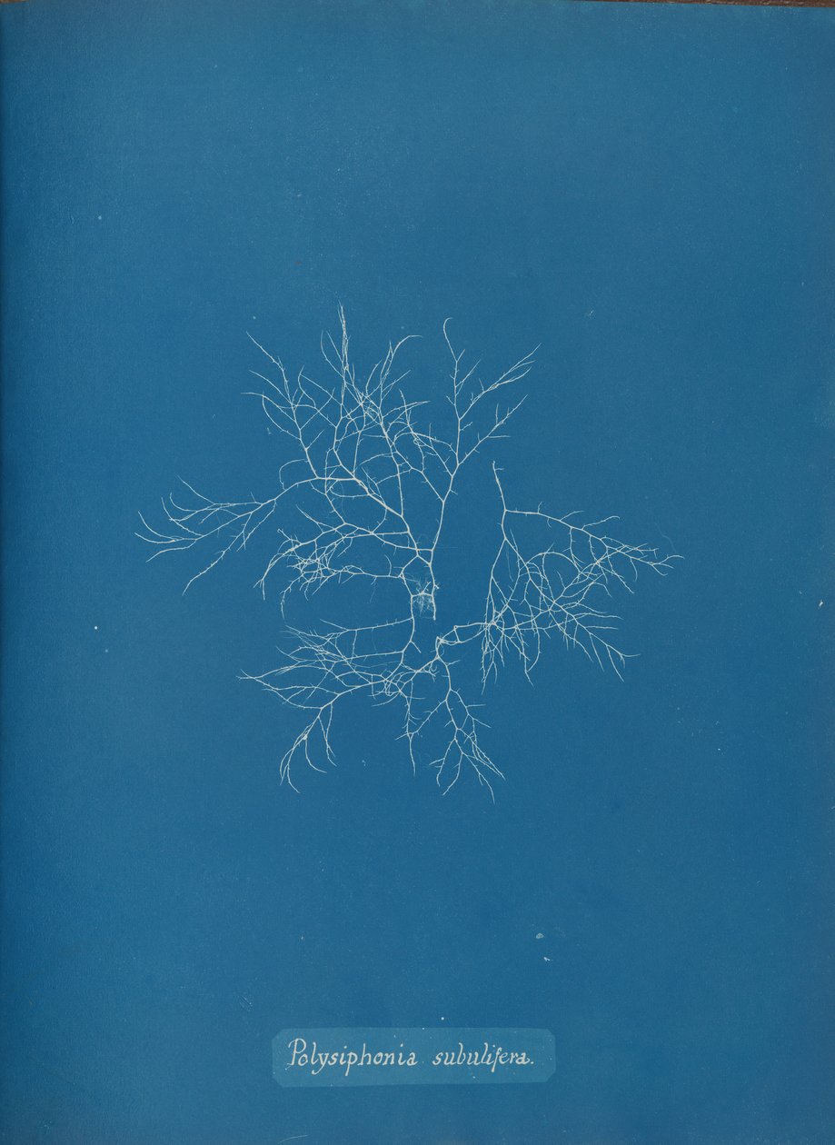 Polysiphonia subulifera, ca. 1853. av Anna Atkins