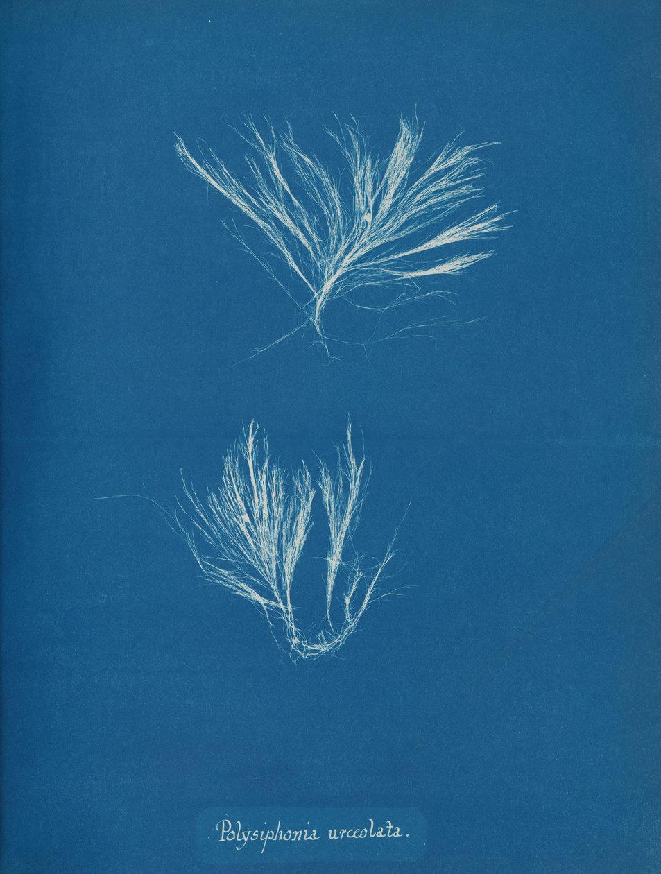 Polysiphonia urceolata, ca. 1853. av Anna Atkins