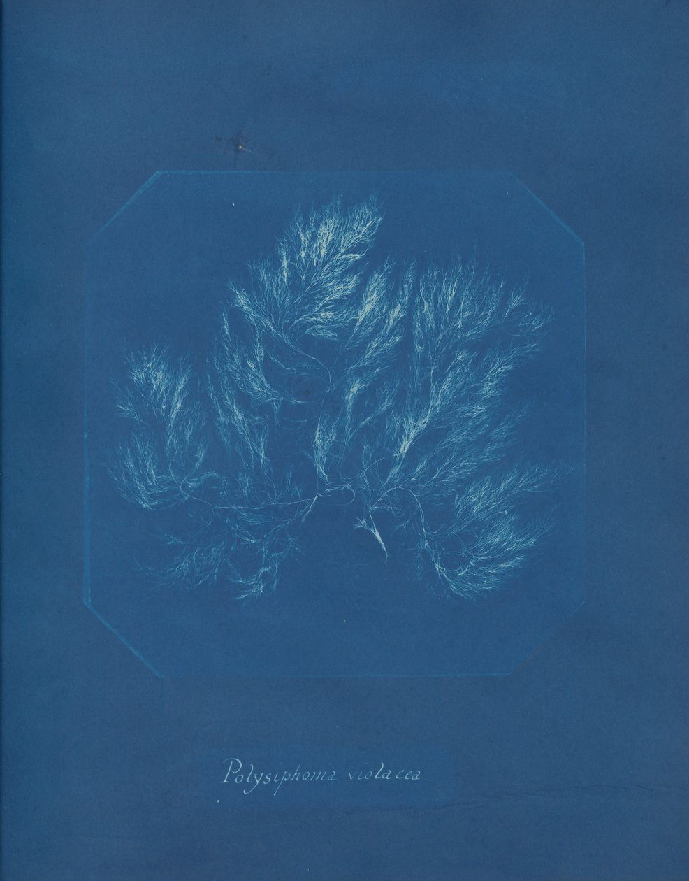 Polysiphonia violacea, ca. 1853. av Anna Atkins