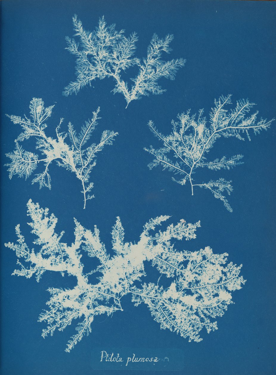 Ptilota plumosa, ca. 1853. av Anna Atkins