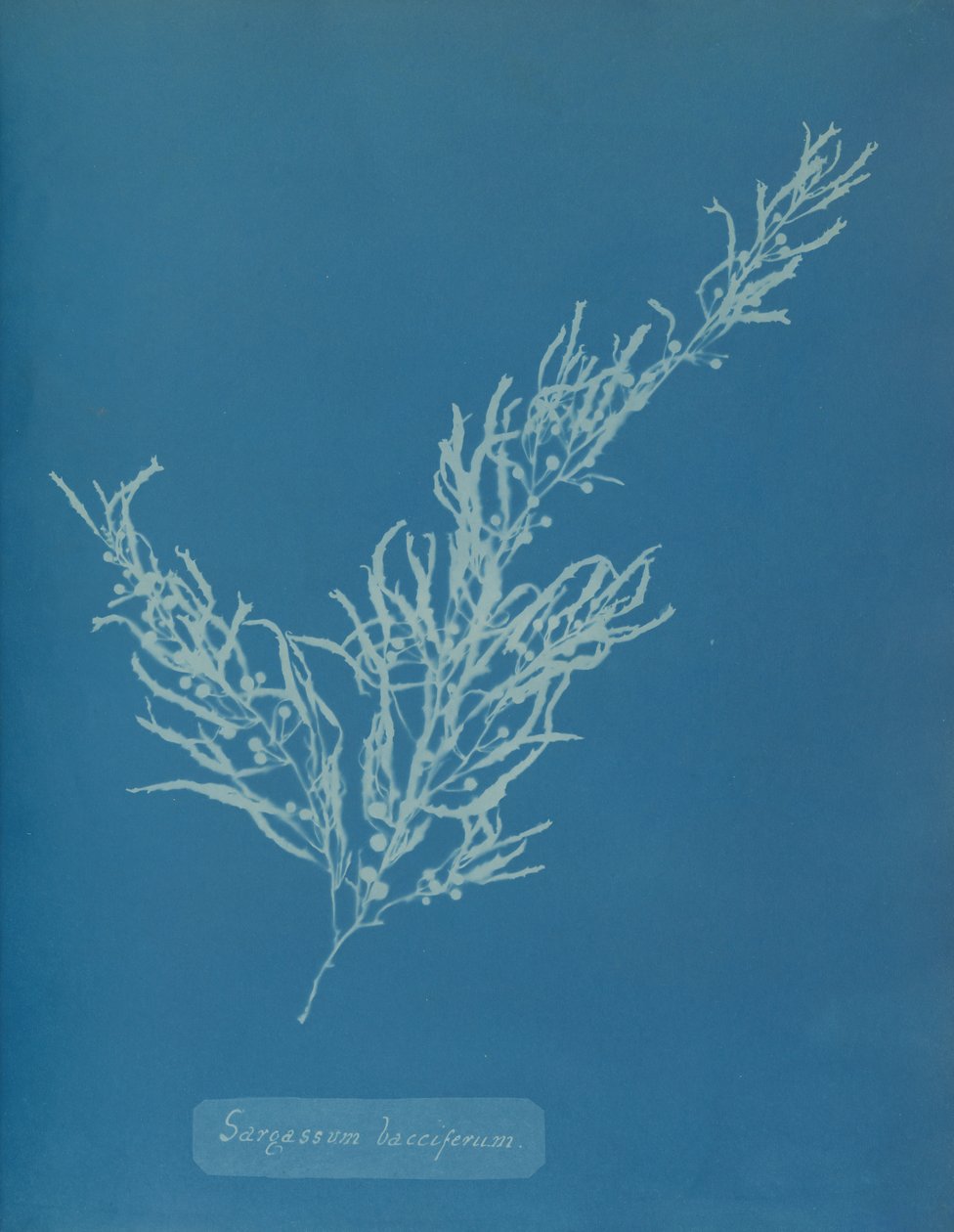 Sargassum bacciferum, ca. 1853. av Anna Atkins