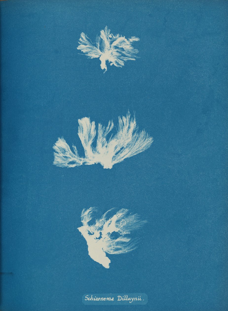 Schizonema Dillwynii, ca. 1853. av Anna Atkins