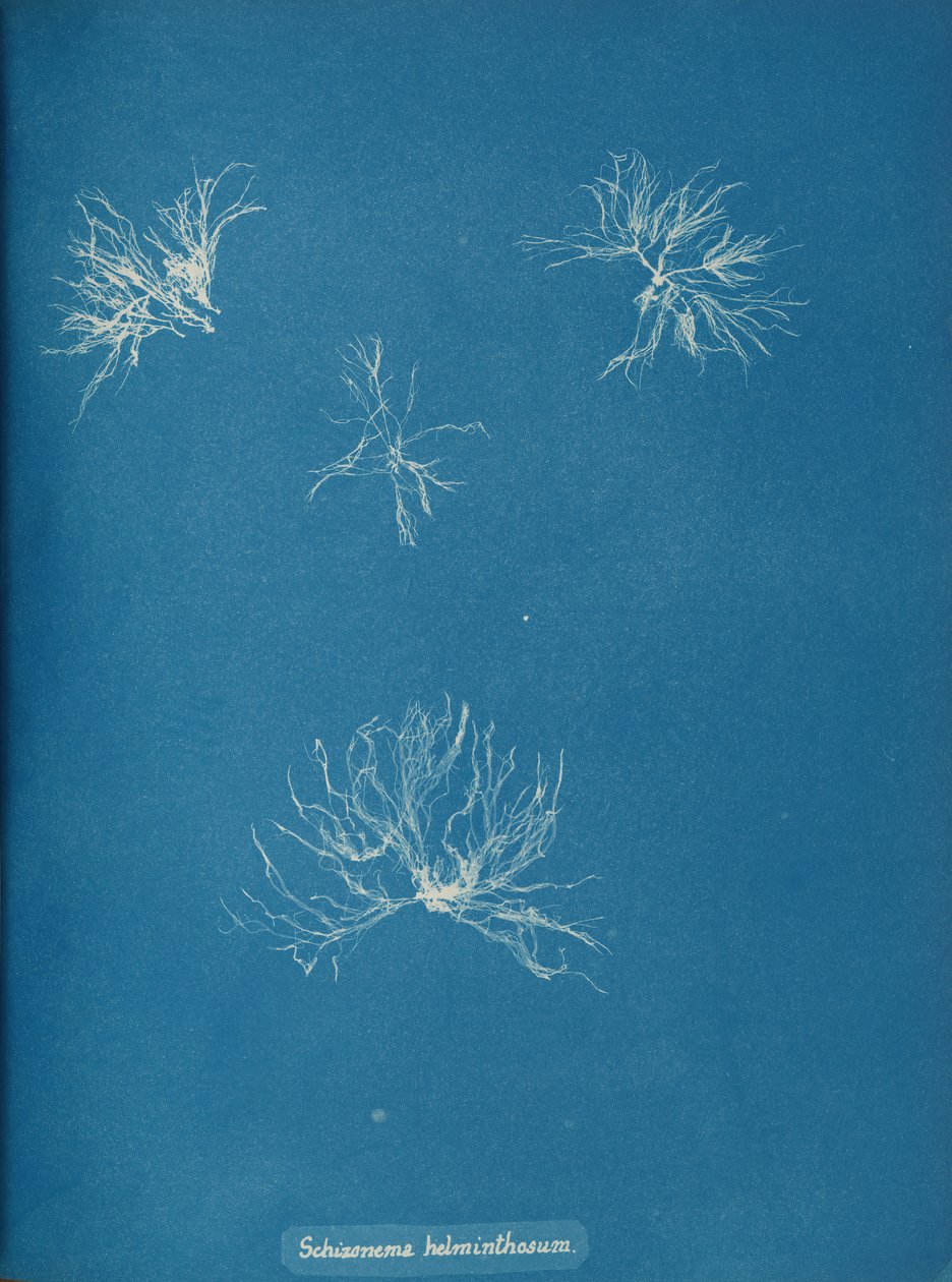 Schizonema helminthosum, ca. 1853. av Anna Atkins