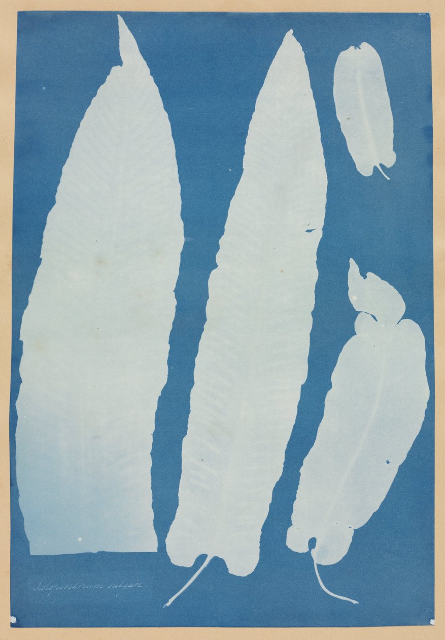Scolopendrium Vulgare av Anna Atkins